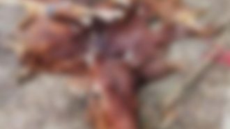 বড়লেখায় কৃষকের গরু চুরি করে জবাই, বাবা-ছেলে কারাগারে