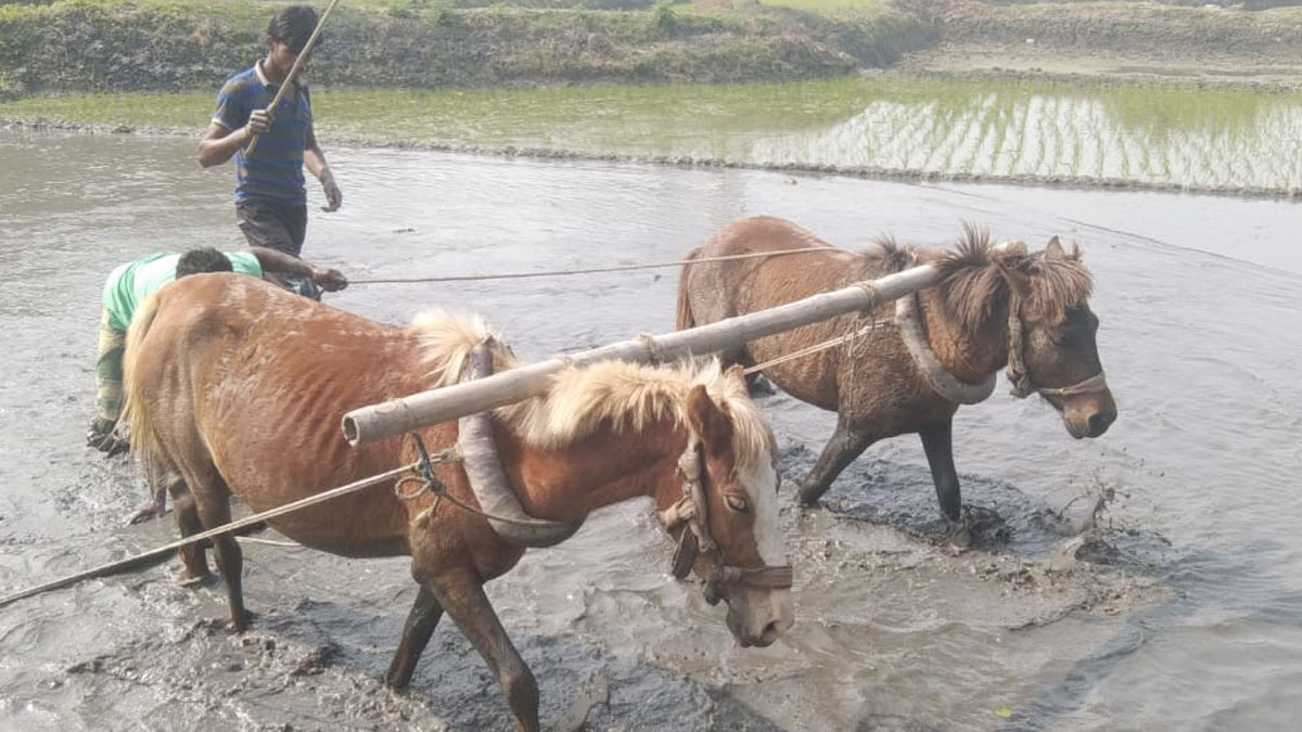 গরুতে খরচ বেশি, ঘোড়া দিয়ে হালচাষ করছেন কৃষক