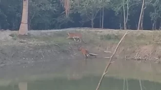 ২০ ঘণ্টা বন টহল ফাঁড়ির পাশে থাকা বাঘ তিনটি আর আসেনি