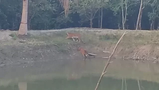 ২০ ঘণ্টা বন টহল ফাঁড়ির পাশে থাকা বাঘ তিনটি আর আসেনি