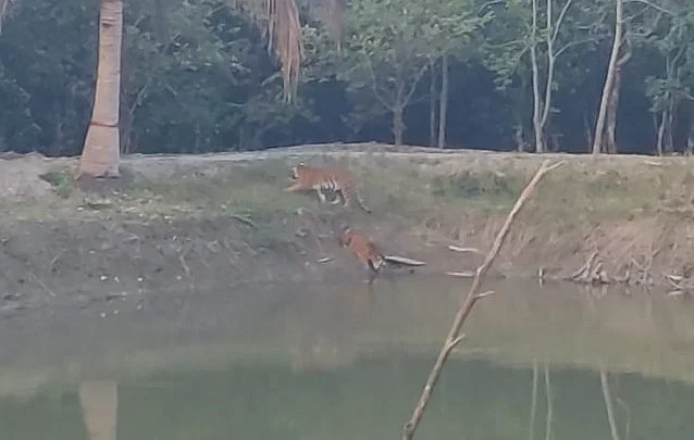 ২০ ঘণ্টা বন টহল ফাঁড়ির পাশে থাকা বাঘ তিনটি আর আসেনি