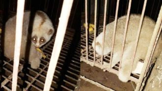 বড়লেখায় লজ্জাবতী বানর আটক, পরে অবমুক্ত