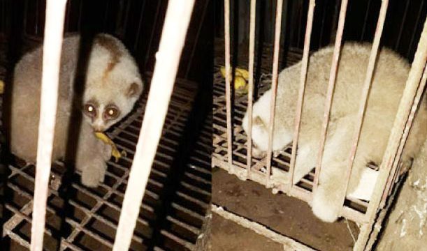 বড়লেখায় লজ্জাবতী বানর আটক, পরে অবমুক্ত