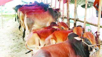 সিলেটে কোরবানিযোগ্য পশু ২ লাখ ১২ হাজার