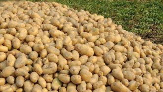 কাল থেকে কোল্ড স্টোরেজে ২৬-২৭ টাকায় আলু বিক্রির নির্দেশ