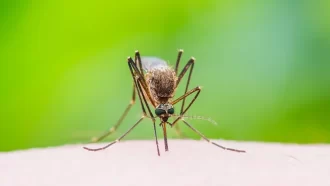 ডেঙ্গুতে সাতজনের মৃত্যু, হাসপাতালে ভর্তি ১,৯১২