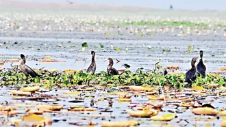 অতিথি পাখি আর পর্যটক বরণে প্রস্তুত হাকালুকি আর বাইক্কা বিল