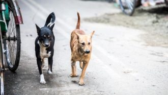 বিয়ানীবাজারের রাস্তায় রাস্তায় কুকুরের রাজত্ব