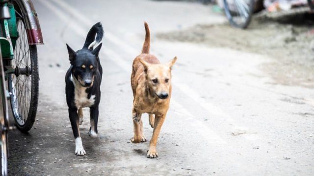 বিয়ানীবাজারের রাস্তায় রাস্তায় কুকুরের রাজত্ব