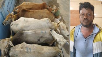 সিলেটের গোলাপগঞ্জ ভারতীয় পাঁচ বলদ জব্দ