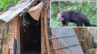 কমলগঞ্জে ভাল্লুক আতঙ্ক : গভীর রাতে হানা দিচ্ছে জনপদে