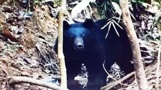 সাতছড়ি জাতীয উদ্যানের দেখা মিলল বিলুপ্ত ভাল্লুক, বন বিভাগের সতর্কতা জারি