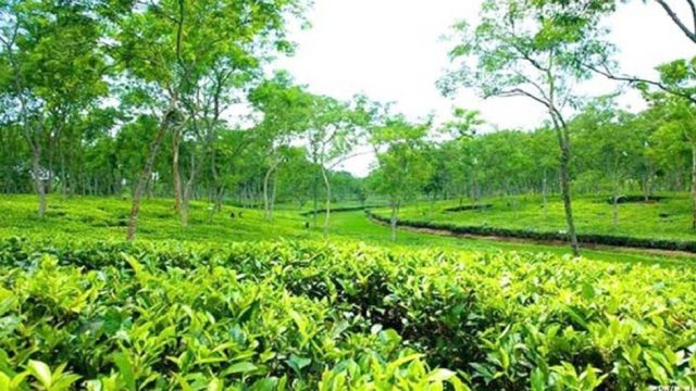 নিখোঁজের একদিন পর বাগানে পূর্ণিমার নিথর দেহ