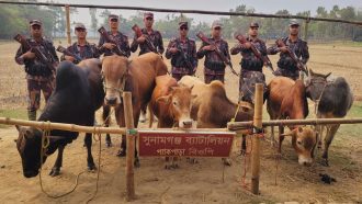 সুনামগঞ্জ সীমান্তে ভারতীয় গরুর চালান জব্দ