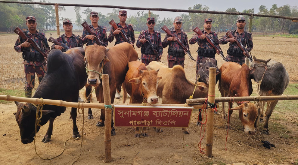 সুনামগঞ্জ সীমান্তে ভারতীয় গরুর চালান জব্দ