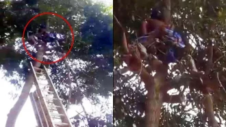 শ্বশুড়বাড়ির গাছে উঠে হঠাৎ অজ্ঞান জামাই, ভিডিও ভাইরাল