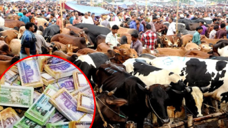 সিলেটের পশুর হাটে জাল টাকা ছড়িয়ে পড়ার শঙ্কা