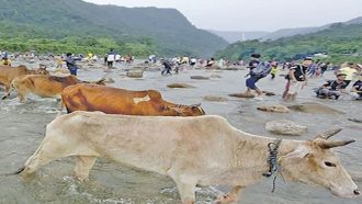 সিলেট-সুনামগঞ্জ সীমান্ত দিয়ে আসছে ভারতীয় গরু