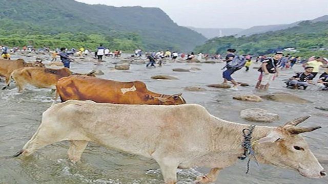 সিলেট-সুনামগঞ্জ সীমান্ত দিয়ে আসছে ভারতীয় গরু