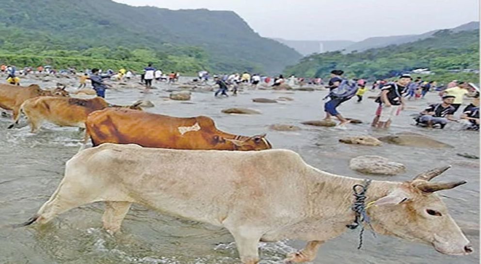 সিলেট-সুনামগঞ্জ সীমান্ত দিয়ে আসছে ভারতীয় গরু
