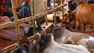 কতটুকু সম্পদ থাকলে কোরবানি দিতে হয়?