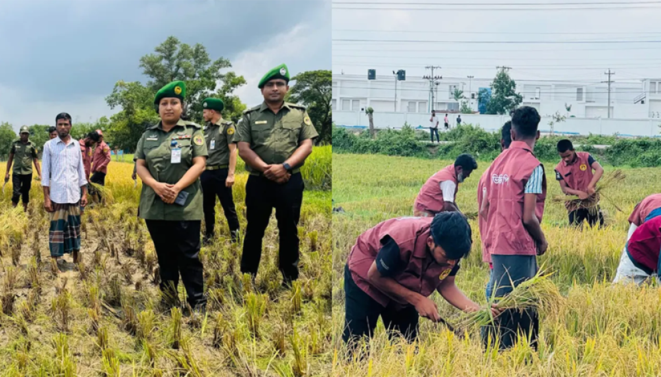 হবিগঞ্জে কৃষকের ধান কেটে দিলেন আনসার ও ভিডিপির সদস্যরা