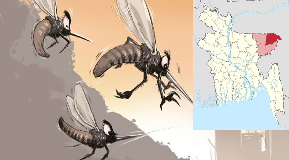 সিলেটে আবারও ডেঙ্গুর থাবা!