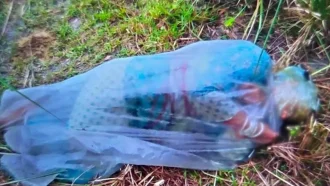 মহাসড়কের পাশ থেকে পলিথিনে মোড়ানো এসিডদগ্ধ অন্তঃসত্ত্বা নারী উদ্ধার