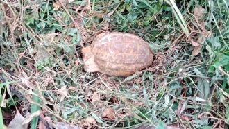 কমলগঞ্জে গর্ত থেকে গ্রেনেড উদ্ধার