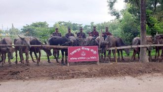 সিলেট সীমান্ত থেকে কোটি টাকার মহিষ আটক