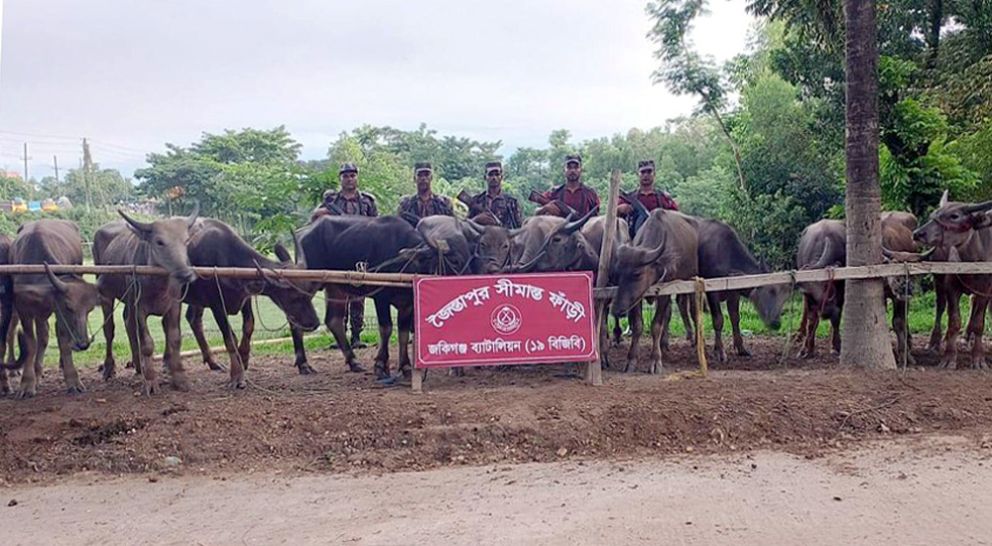 সিলেট সীমান্ত থেকে কোটি টাকার মহিষ আটক