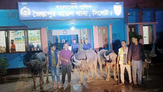 জৈন্তাপুরে মহিষের মামলা নিয়ে যতকাণ্ড