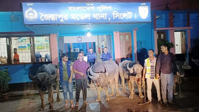 জৈন্তাপুরে মহিষের মামলা নিয়ে যতকাণ্ড