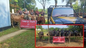 জৈন্তাপুর সীমান্ত থেকে বিপুল সংখ্যক গরু ও মহিষ আটক