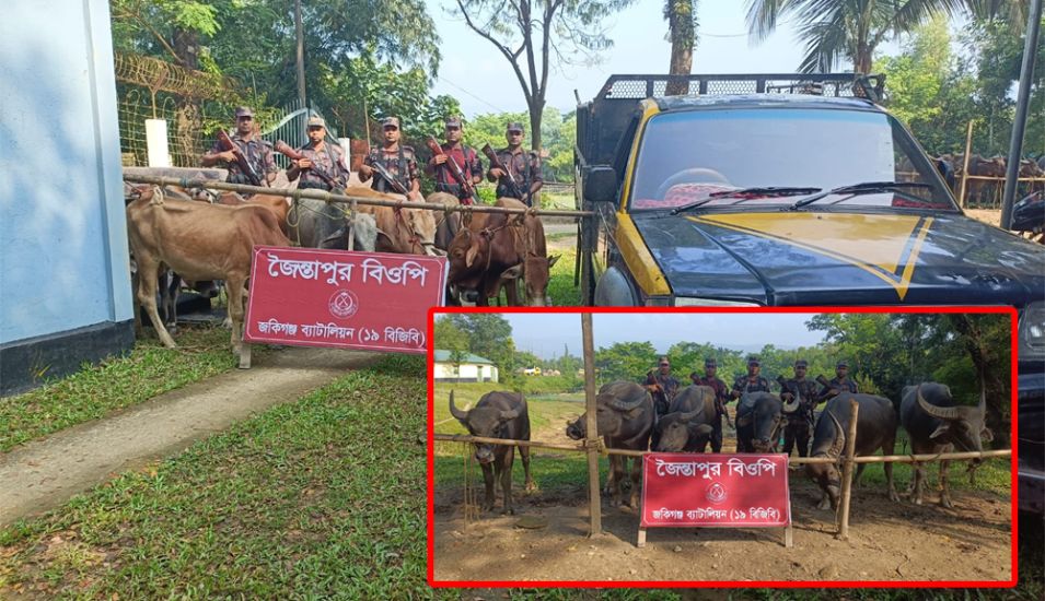 জৈন্তাপুর সীমান্ত থেকে বিপুল সংখ্যক গরু ও মহিষ আটক