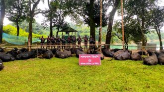 সিলেট সীমান্ত থেকে অর্ধ শতাধিক মহিষ আটক
