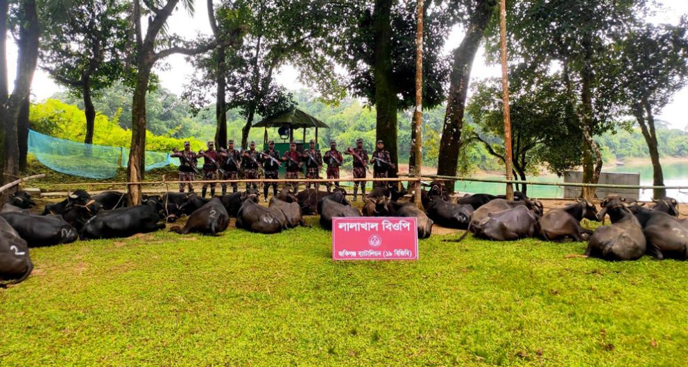 সিলেট সীমান্ত থেকে অর্ধ শতাধিক মহিষ আটক