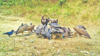 হবিগঞ্জে শকুনের জন্য বিশেষ রেস্তোরাঁ, পায় নিরাপদ খাদ্য