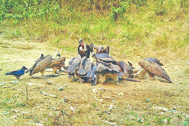 হবিগঞ্জে শকুনের জন্য বিশেষ রেস্তোরাঁ, পায় নিরাপদ খাদ্য