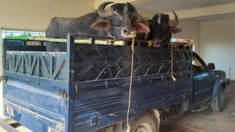 সিলেটে ভারতীয় মহিষসহ পিকআপ জব্দ : আটক ১