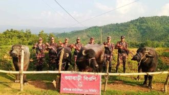 সিলেটে ১৬ লাখ টাকার ভারতীয় গরু-মহিষ আটক