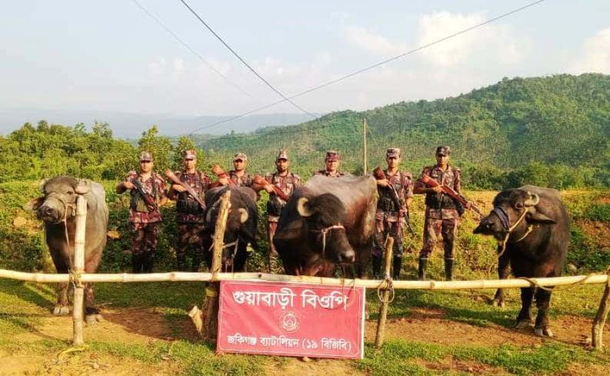 সিলেটে ১৬ লাখ টাকার ভারতীয় গরু-মহিষ আটক