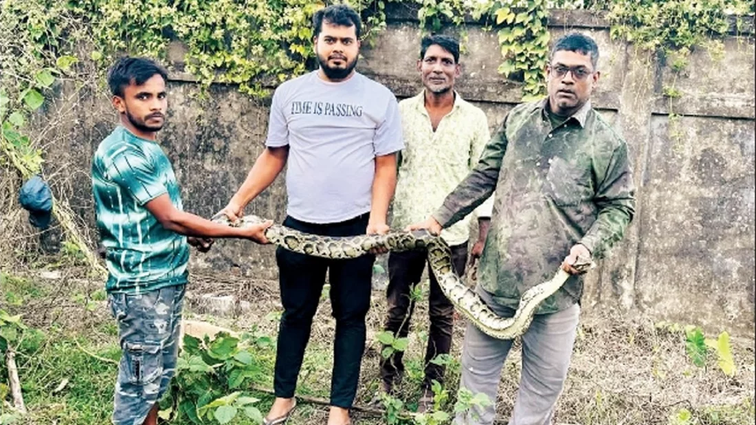 খাবারের সংকটে লোকালয়ে চলে আসছে অজগর