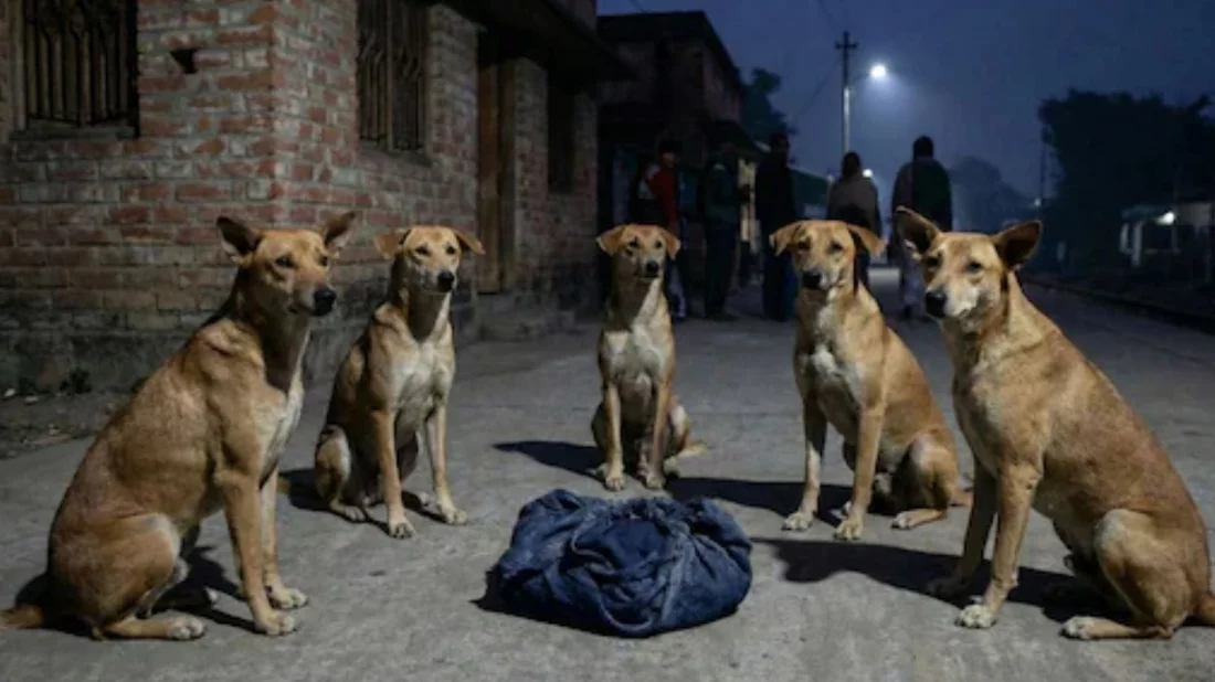 রাস্তায় ফেলে যাওয়া নবজাতককে সারা রাত পাহারা দিল একদল কুকুর