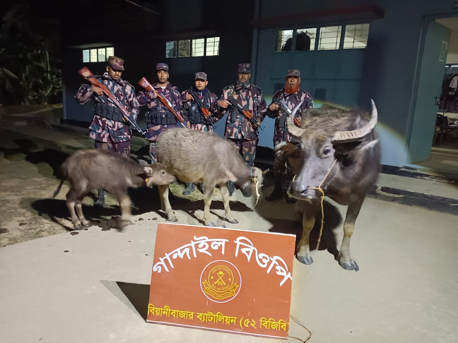 বড়লেখায় সীমান্ত থেকে (৫২ বিজিবির) অভিযানে ৩টি ভারতীয় মহিষ আটক