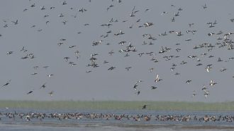 হাকালুকি হাওরে জলচর পাখি বেড়েছে, কমেছে শিকার ও বিষটোপ