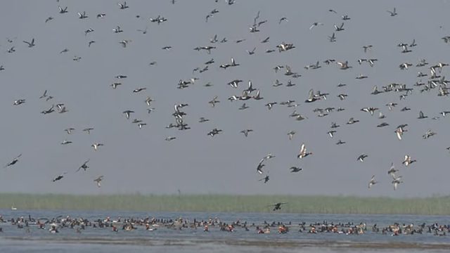 হাকালুকি হাওরে জলচর পাখি বেড়েছে, কমেছে শিকার ও বিষটোপ