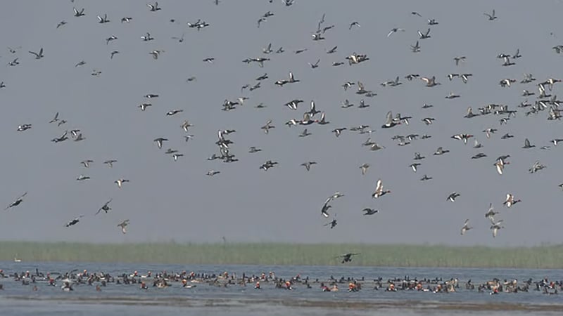 হাকালুকি হাওরে জলচর পাখি বেড়েছে, কমেছে শিকার ও বিষটোপ