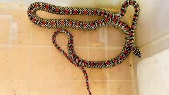 শ্রীমঙ্গলে স্বাস্থ্য কমপ্লেক্স কোয়ার্টারের ভেতর ‘কালনাগিনী’