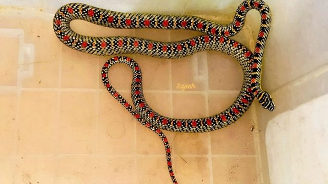 শ্রীমঙ্গলে স্বাস্থ্য কমপ্লেক্স কোয়ার্টারের ভেতর ‘কালনাগিনী’